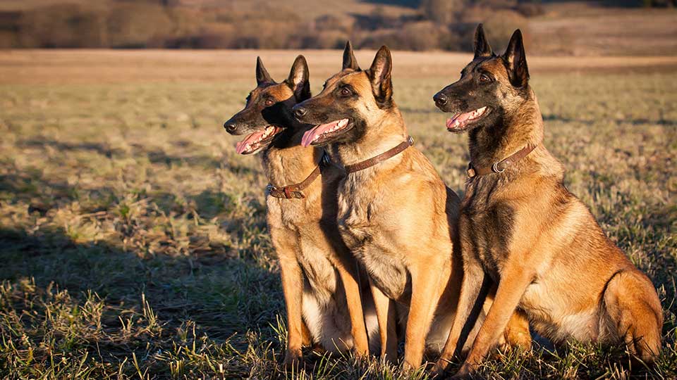 Three Dogs That Did Not Bark: Risk Premia and Stock Market Shocks